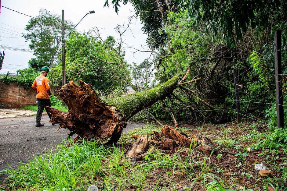 A large uprooted tree with a thick trunk and extensive root system has fallen across a paved street, partially blocking the roadway. The tree's trunk is visibly cracked and broken, showing splintered wood and jagged edges. Tree branches and smaller debris are scattered around the base of the fallen tree. To the left, a worker wearing an orange high-visibility jacket, dark trousers, and a green safety helmet stands observing the situation, with his back partially turned to the camera. The background features a brick wall, utility poles with overhead cables, and dense green foliage that includes tall trees and bushes, some of which appear to have been recently cut or damaged. The scene occurs during daylight hours under overcast skies, and the area appears to be an urban or suburban environment, with grass and soil along the roadside. This scene is linked to transportation and recovery of fallen trees as part of property clearance or damage response, typical of the services offered by Man with Van Erith for house removals or emergency clearance.